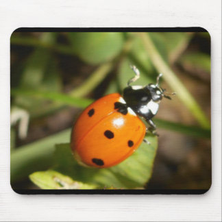 Tapis de souris de Madame Bug