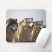 Tapis de souris de Malamutes d'Alaska (Avec souris)