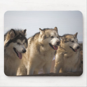 Tapis de souris de Malamutes d'Alaska