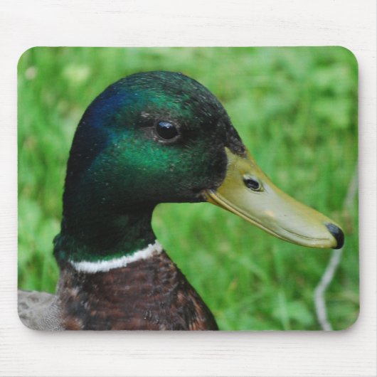 Tapis de souris de Mallard (Devant)
