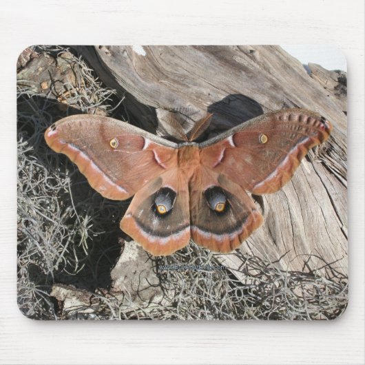 Tapis de souris de mite de Polyphemus (Devant)