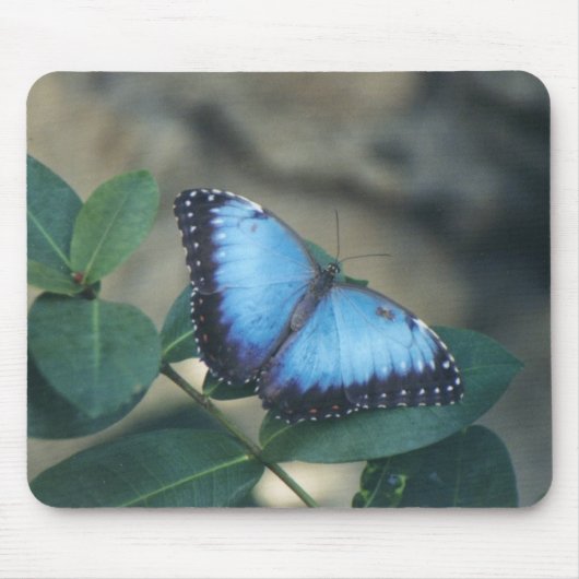 Tapis de souris de papillon (Devant)