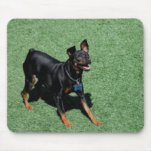 Tapis de souris de Pinscher miniature (Devant)
