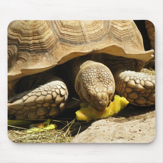 Tapis de souris de tortue (Devant)