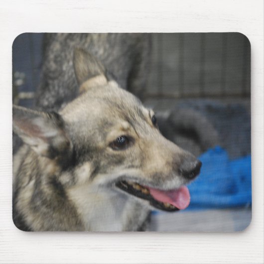 Tapis de souris de Vallhund de Suédois (Devant)