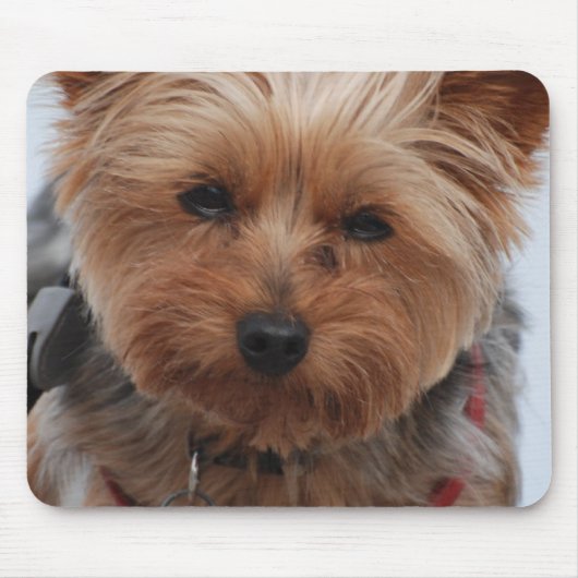 Tapis de souris de Yorkie (Devant)