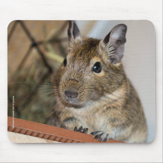 Tapis De Souris Degu mignon