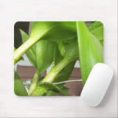 Tapis De Souris Dendrobium Orchidée tiges closeuse (Avec souris)