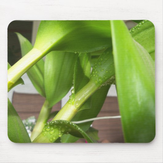 Tapis De Souris Dendrobium Orchidée tiges closeuse (Devant)