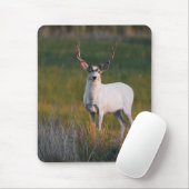 Tapis De Souris Des cerfs communs blancs plus doux 2 (Avec souris)