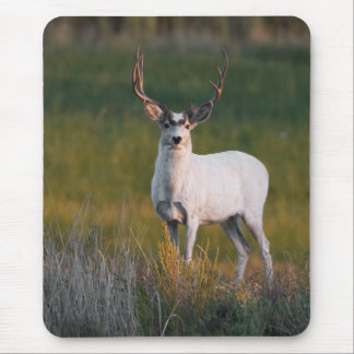 Tapis De Souris Des cerfs communs blancs plus doux 2