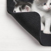 Tapis De Souris Des chatons dans un tir en studio (Coin)