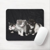 Tapis De Souris Des chatons dans un tir en studio (Avec souris)