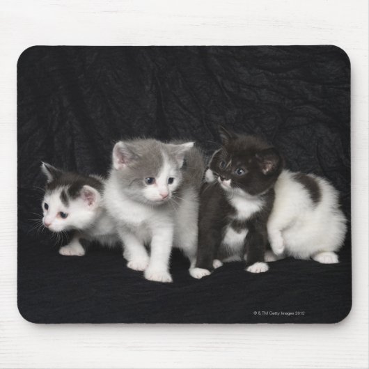 Tapis De Souris Des chatons dans un tir en studio (Devant)