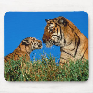 Tapis De Souris Des tigres en pleine nature sur cartes, Tee - shir