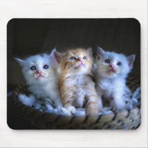 Tapis De Souris Design - Cute Kittens