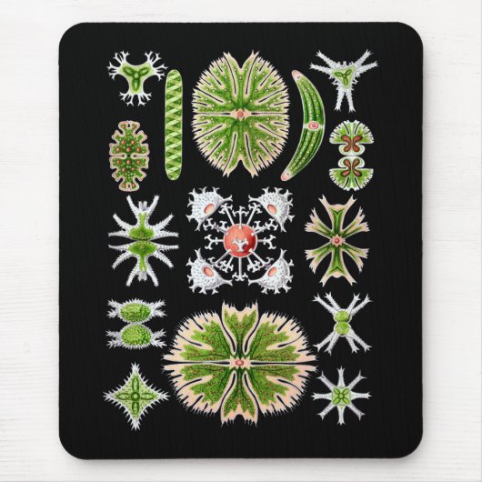 Tapis De Souris Desmids (Devant)