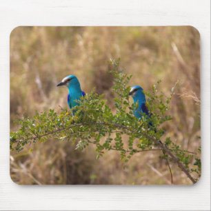 Tapis De Souris Deux Beaux Oiseaux Bleus sur une branche