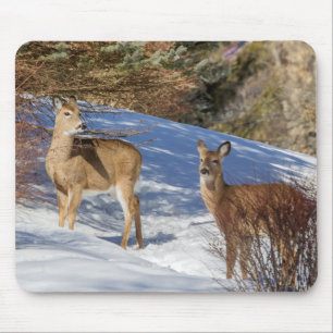Tapis De Souris Deux cerfs à queue blanche en hiver