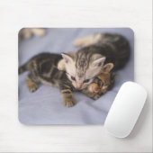 Tapis De Souris Deux chatons (Avec souris)