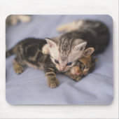 Tapis De Souris Deux chatons (Devant)