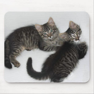 Tapis De Souris Deux chatons chatons à souris