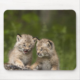 Tapis De Souris Deux chatons de Canada Lynx jouant sur un rondin