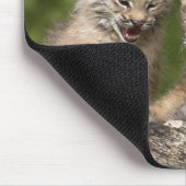 Tapis De Souris Deux Chatons Lynx (Lynx Canadensis) du Canada (Coin)