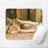 Tapis De Souris Deux chatons, Maroc (Avec souris)