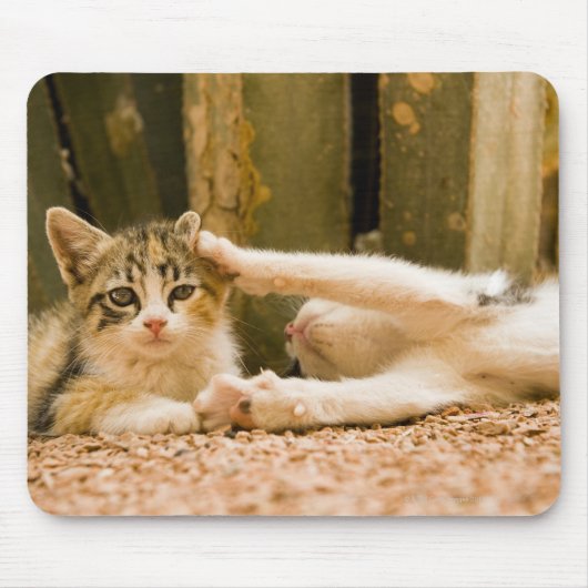 Tapis De Souris Deux chatons, Maroc (Devant)