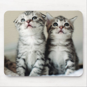Tapis De Souris Deux chatons mignons