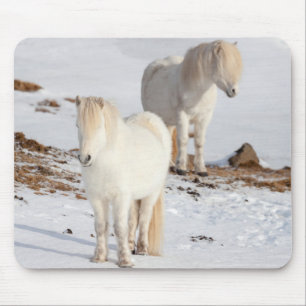Tapis De Souris Deux chevaux islandais blancs