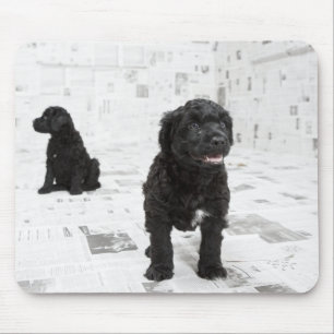Tapis De Souris Deux chiots portugais Water Dog dans une chambre