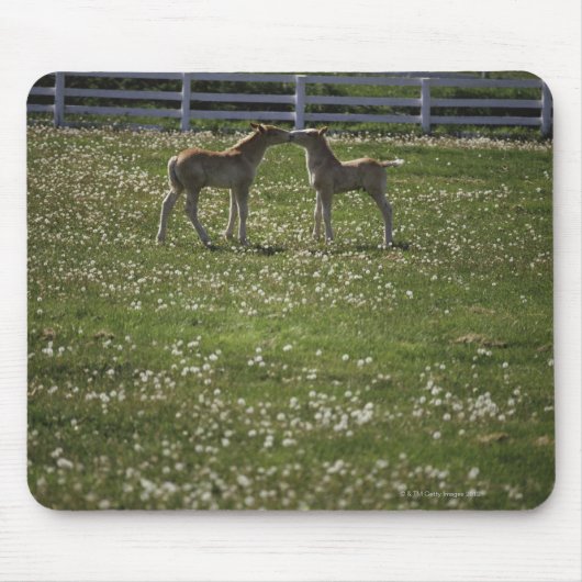 Tapis De Souris Deux colts sur le terrain (Devant)