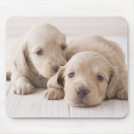 Tapis De Souris Deux Dachshund miniature (Devant)