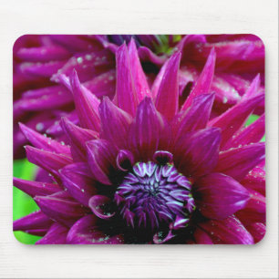 Tapis De Souris Deux dahlias violettes fleurs en fleurs