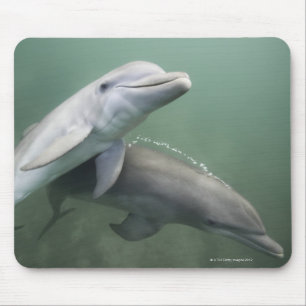Tapis De Souris Deux dauphins sous-marins