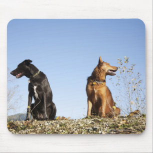 Tapis De Souris Deux jeunes chiens regardant dans des directions
