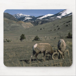 Tapis De Souris Deux RAM de mouflons d'Amérique