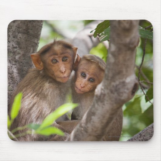 Tapis De Souris Deux singes dans un arbre (Devant)