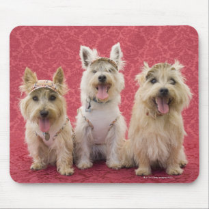 Tapis De Souris Deux terriers cairin et un westin