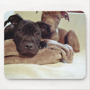 Tapis De Souris Deux terriers de pitbull se reposant à