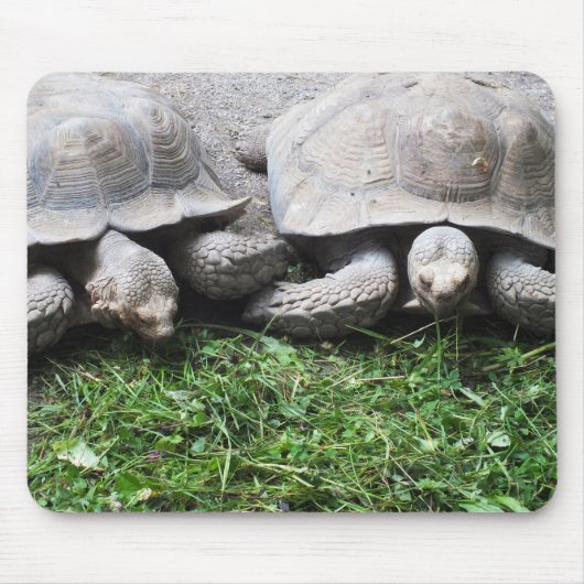 Tapis De Souris Deux tortues géantes (Devant)