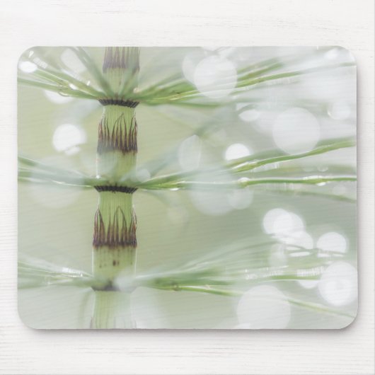 Tapis De Souris Dew Drops on Horsetail Plante| Seabeck, WA (Devant)