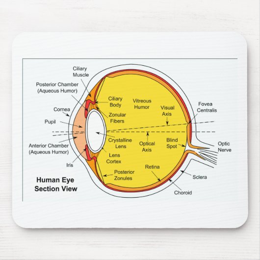 Tapis De Souris Diagramme anatomique de la boule d'oeil humain (Devant)