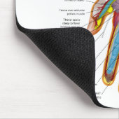 Tapis De Souris Diagramme anatomique de la main et du poignet (Coin)