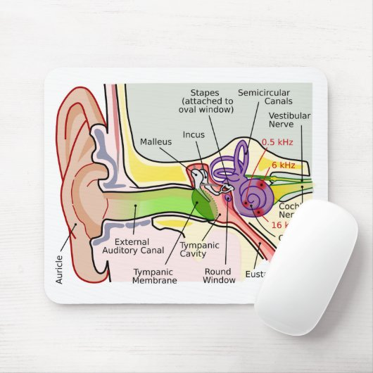 Tapis De Souris Diagramme de cartographie de fréquence Cochléaire (Avec souris)
