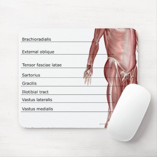 Tapis De Souris Diagramme du système musculaire (Avec souris)
