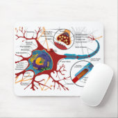 Tapis De Souris Diagramme Neurone Complet Cellule Nerf Système Ner (Avec souris)