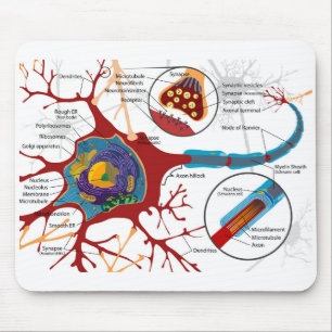 Tapis De Souris Diagramme Neurone Complet Cellule Nerf Système Ner